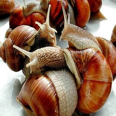Sokov Exporters Giant African Land Snails For Sale High Quality Edible Snails Frozen Dried Fresh Snails For Sale B2brazil